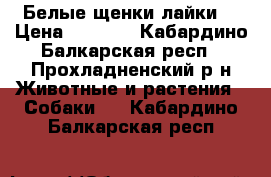 Белые щенки лайки. › Цена ­ 5 000 - Кабардино-Балкарская респ., Прохладненский р-н Животные и растения » Собаки   . Кабардино-Балкарская респ.
